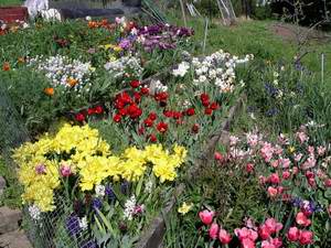 tulip garden